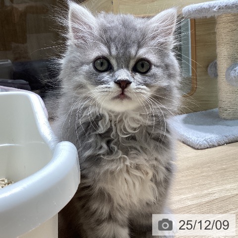 ラガマフィンの写真