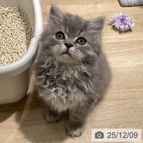 ラガマフィンの写真