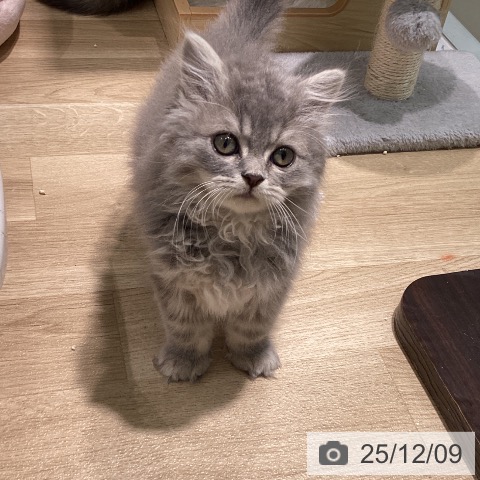 ラガマフィンの写真