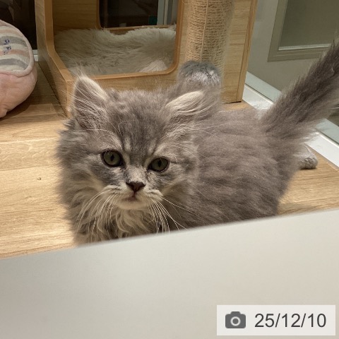 愛知県のラガマフィン (ペットプラス 則武新町店/2025年10月3日生まれ/男の子/ブルータビー)の子猫の4枚目の画像