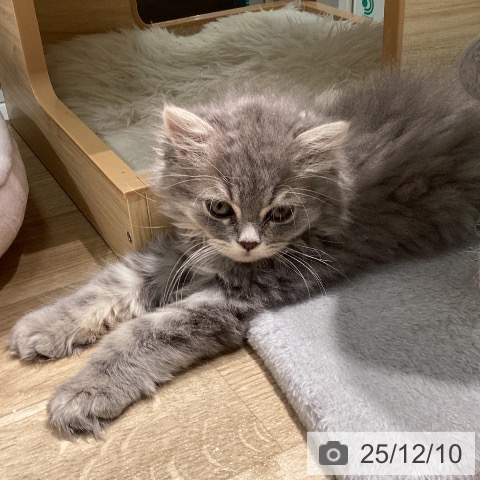 愛知県のラガマフィン (ペットプラス 則武新町店/2025年10月3日生まれ/男の子/ブルータビー)の子猫の3枚目の画像