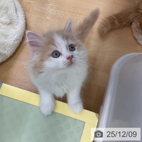 サイベリアンの写真