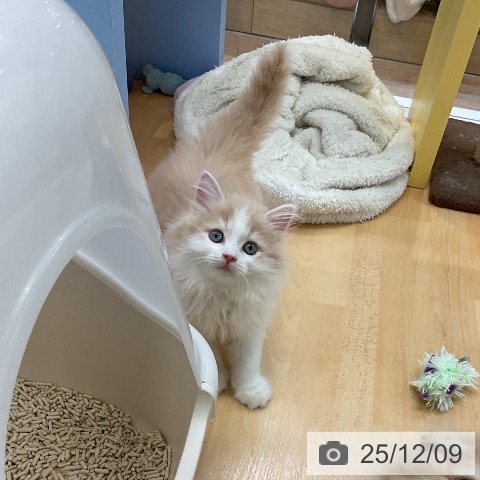 サイベリアンの写真