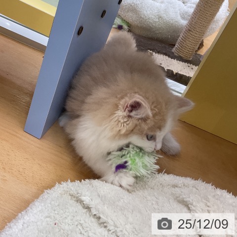 愛知県のサイベリアン (ペットプラス mozoワンダーシティ店/2025年10月7日生まれ/男の子/クリームタビーホワイト)の子猫の4枚目の画像