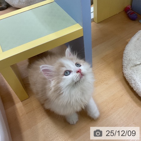 サイベリアンの写真