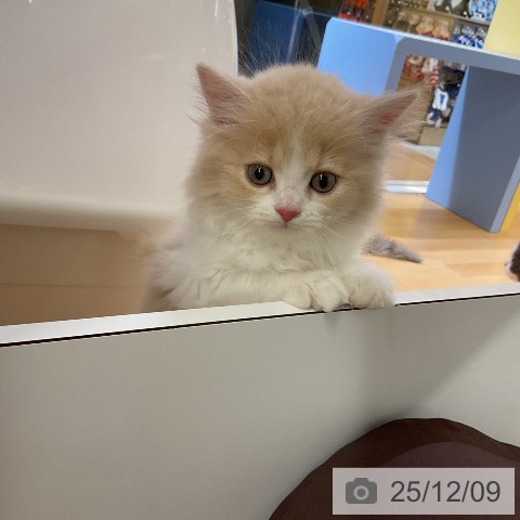 ラガマフィンの写真