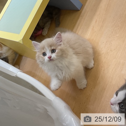 ラガマフィンの写真