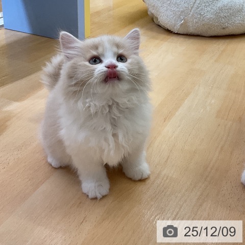 ラガマフィンの写真