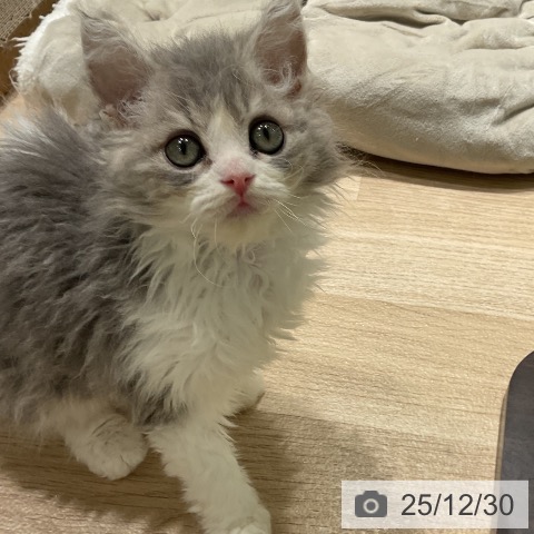 三重県のセルカークレックス (ペットプラス 鈴鹿店/2025年10月9日生まれ/男の子/ブルータビーホワイト)の子猫の4枚目の画像