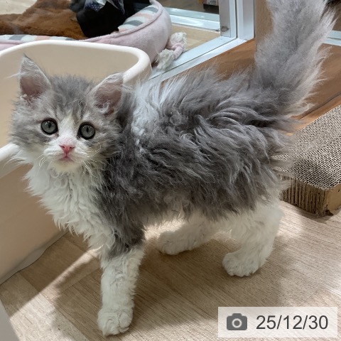 三重県のセルカークレックス (ペットプラス 鈴鹿店/2025年10月9日生まれ/男の子/ブルータビーホワイト)の子猫の3枚目の画像