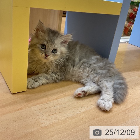 セルカークレックスの写真