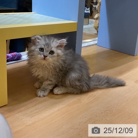 セルカークレックスの写真