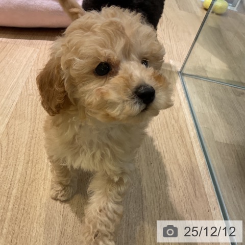 トイ・プードルの写真