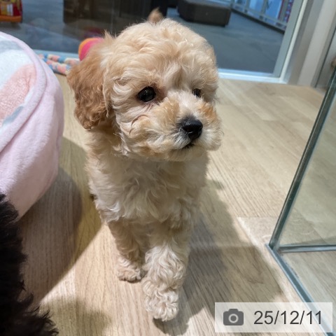 トイ・プードルの写真