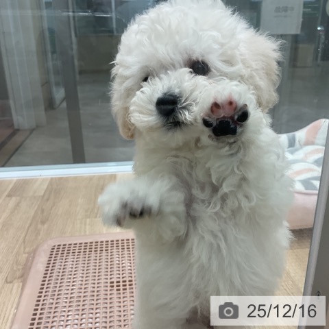 愛知県のトイプードル(トイ) (ペットプラス 熱田店/2025年10月7日生まれ/男の子/ホワイト)の子犬の4枚目の画像