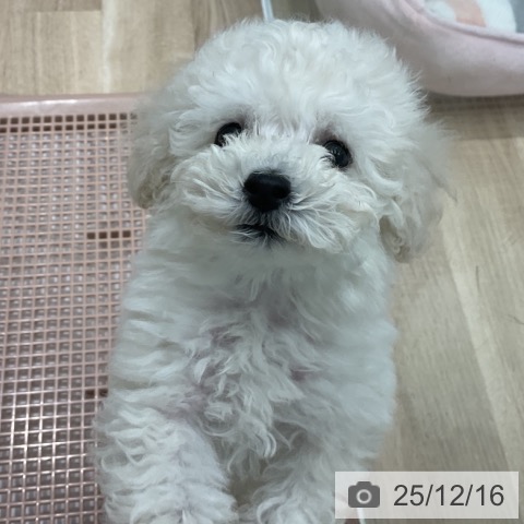 愛知県のトイプードル(トイ) (ペットプラス 熱田店/2025年10月7日生まれ/男の子/ホワイト)の子犬の3枚目の画像