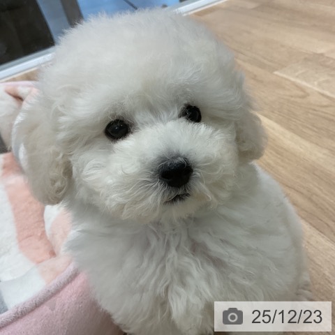 愛知県のトイプードル(トイ) (ペットプラス 熱田店/2025年10月7日生まれ/男の子/ホワイト)の子犬の4枚目の画像