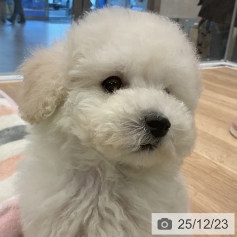愛知県のトイプードル(トイ) (ペットプラス 熱田店/2025年10月7日生まれ/男の子/ホワイト)の子犬の3枚目の画像