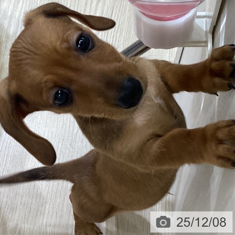 ミニチュア・ダックスフンドの写真