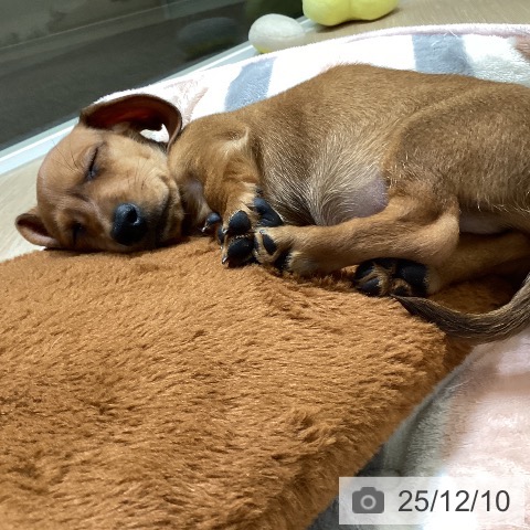 富山県のミニチュアダックスフンド(ロング) (ペットプラス 高岡店/2025年10月9日生まれ/男の子/レッド)の子犬の4枚目の画像