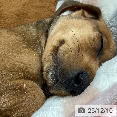 富山県のミニチュアダックスフンド(ロング) (ペットプラス 高岡店/2025年10月9日生まれ/男の子/レッド)の子犬の3枚目の画像