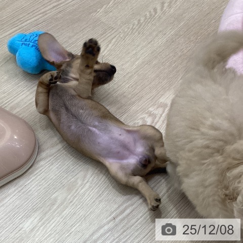 ミニチュア・ダックスフンドの写真