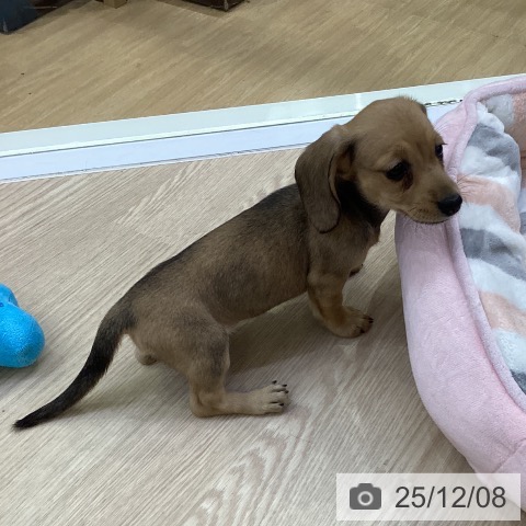 ミニチュア・ダックスフンドの写真