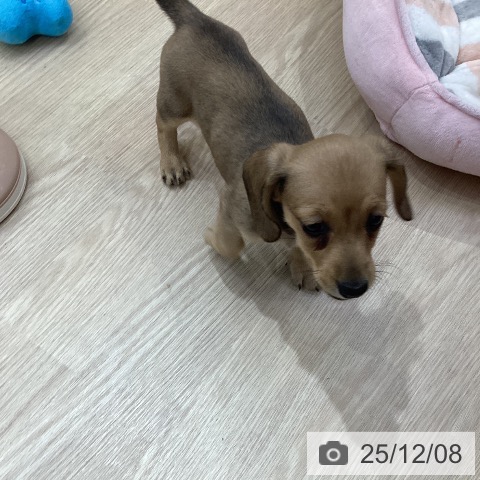 ミニチュア・ダックスフンドの写真