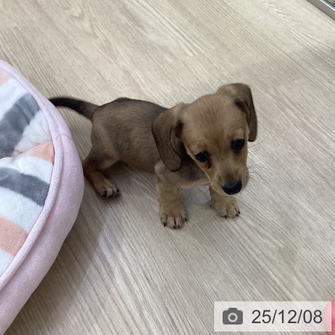 ミニチュア・ダックスフンドの写真