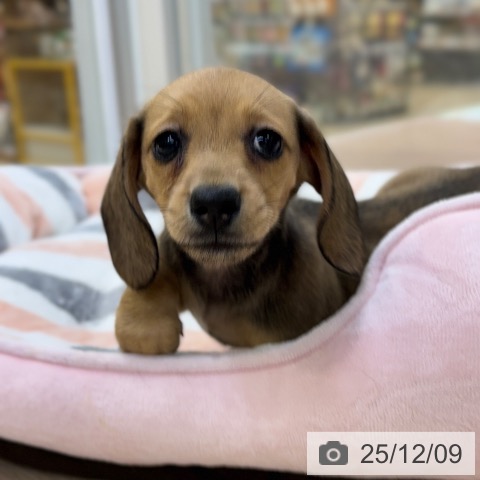 ミニチュア・ダックスフンドの写真