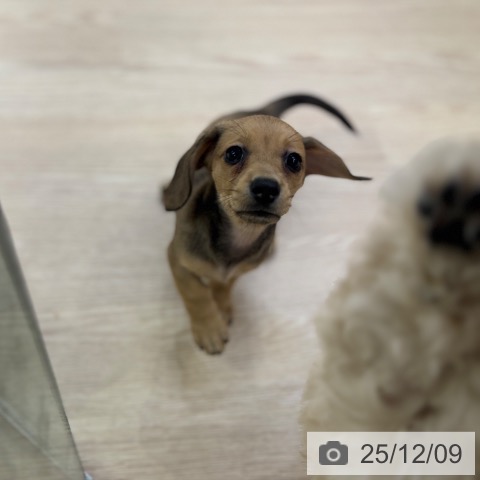 ミニチュア・ダックスフンドの写真