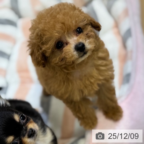 トイ・プードルの写真