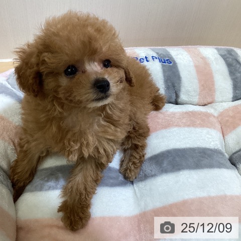 トイ・プードルの写真