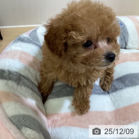 トイ・プードルの写真