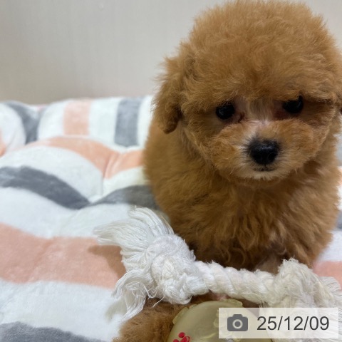 トイ・プードルの写真