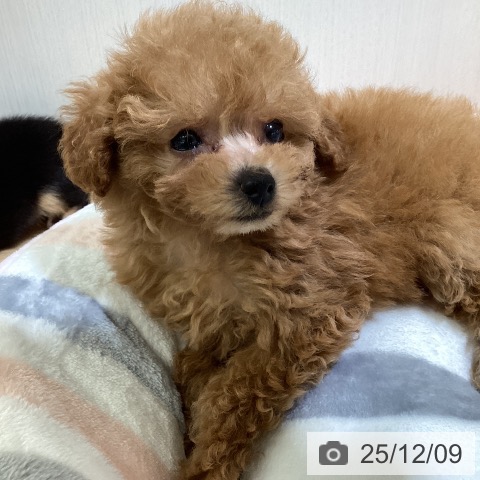 トイ・プードルの写真