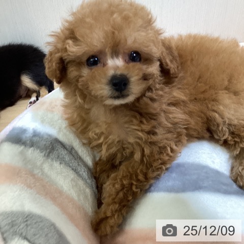 トイ・プードルの写真