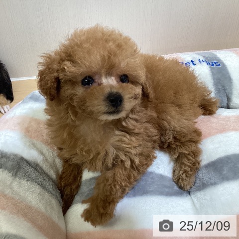 トイ・プードルの写真