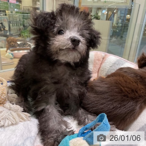 愛知県のトイプードル(トイ) (ペットプラス 岡崎店/2025年10月4日生まれ/男の子/シルバー)の子犬の4枚目の画像