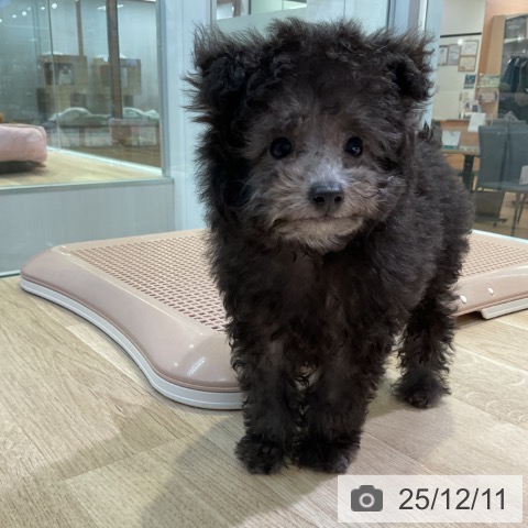 愛知県のトイプードル(トイ) (ペットプラス 岡崎店/2025年10月4日生まれ/男の子/シルバー)の子犬の3枚目の画像