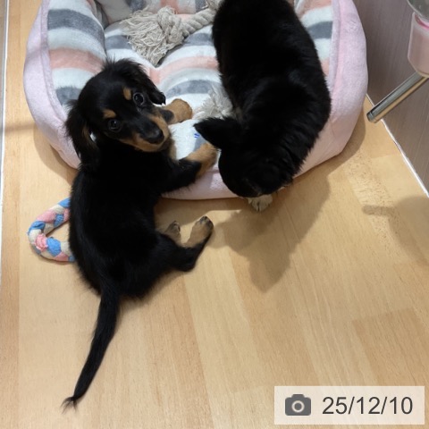 石川県のミニチュアダックスフンド(ロング) (ペットプラス 新小松店/2025年10月5日生まれ/女の子/ブラックタン)の子犬の4枚目の画像