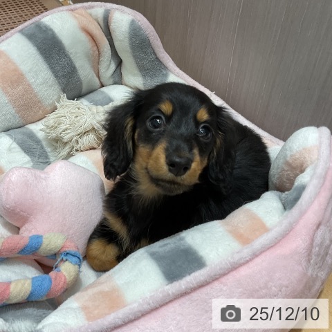 石川県のミニチュアダックスフンド(ロング) (ペットプラス 新小松店/2025年10月5日生まれ/女の子/ブラックタン)の子犬の3枚目の画像