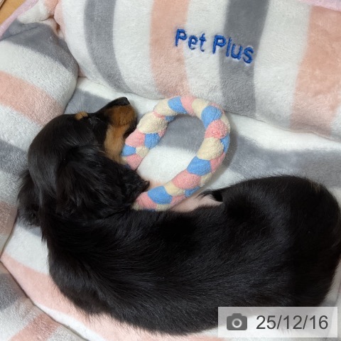 石川県のミニチュアダックスフンド(ロング) (ペットプラス 新小松店/2025年10月5日生まれ/女の子/ブラックタン)の子犬の3枚目の画像