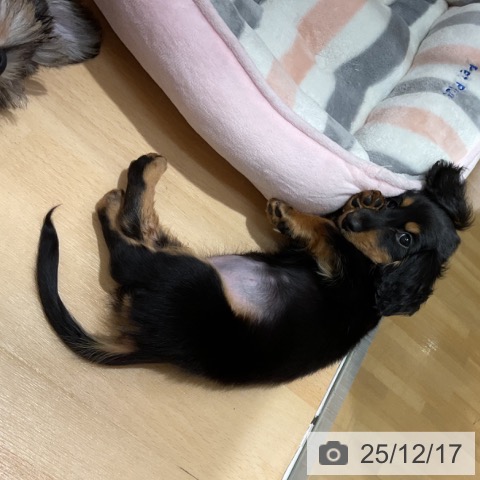 石川県のミニチュアダックスフンド(ロング) (ペットプラス 新小松店/2025年10月5日生まれ/女の子/ブラックタン)の子犬の3枚目の画像