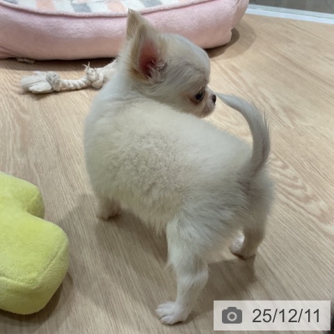 愛知県のチワワ(ロング) (ペットプラス イオンモール長久手店/2025年10月7日生まれ/男の子/クリームホワイト)の子犬の4枚目の画像