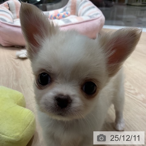 愛知県のチワワ(ロング) (ペットプラス イオンモール長久手店/2025年10月7日生まれ/男の子/クリームホワイト)の子犬の3枚目の画像