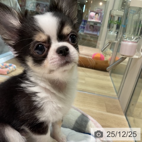 愛知県のチワワ(ロング) (ペットプラス 岡崎店/2025年10月7日生まれ/女の子/ブラックタンホワイト)の子犬の4枚目の画像