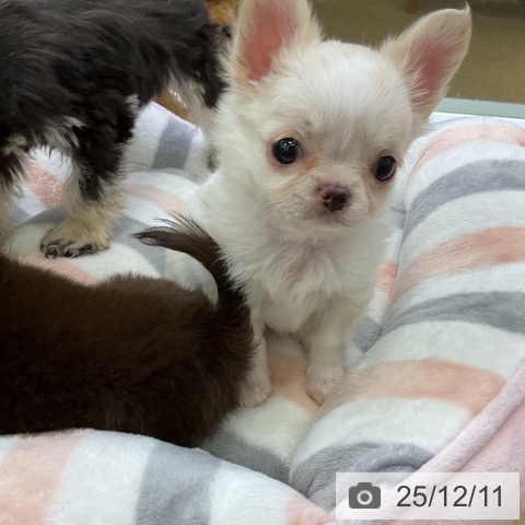 チワワの写真
