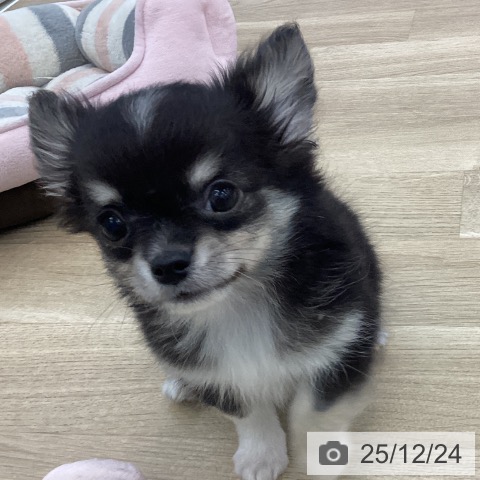 愛知県のチワワ(ロング) (ペットプラス みなと店/2025年10月8日生まれ/男の子/ブラックタンホワイト)の子犬の4枚目の画像