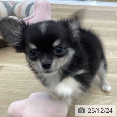 愛知県のチワワ(ロング) (ペットプラス みなと店/2025年10月8日生まれ/男の子/ブラックタンホワイト)の子犬の3枚目の画像